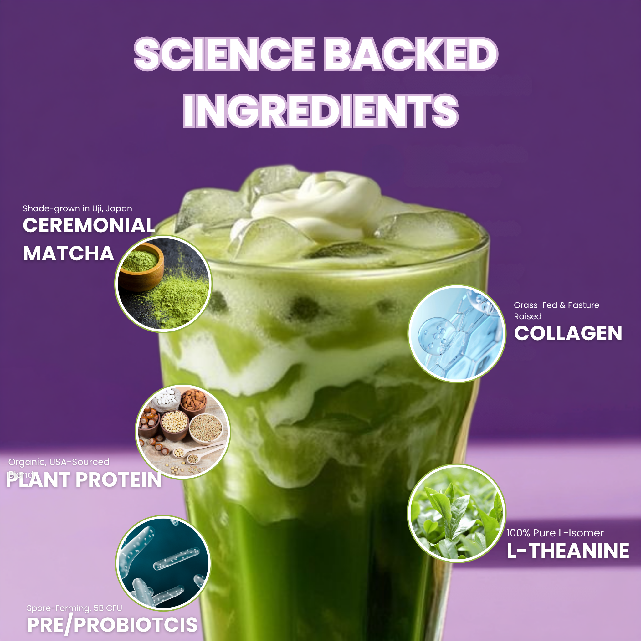 MATCHA PROTEIN